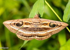 Spirama retorta