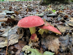 Boletus roodyi