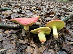 Boletus roodyi