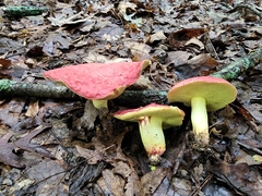 Boletus roodyi
