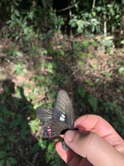 Parides neophilus