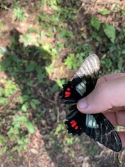 Parides neophilus