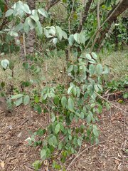 Chrysophyllum oliviforme