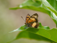 Junonia sophia sophia