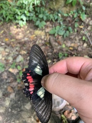 Parides neophilus