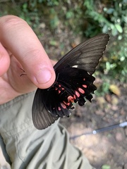 Parides neophilus