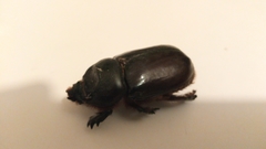 Oryctes nasicornis corniculatus