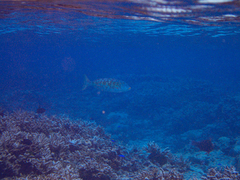 Lethrinus xanthochilus