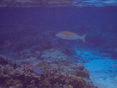 Lethrinus xanthochilus