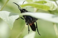 Macrophya cinctula