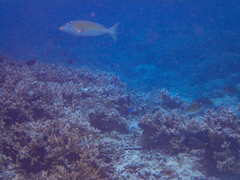 Lethrinus xanthochilus