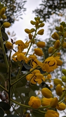 Senna viarum