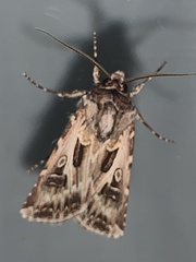 Agrotis vestigialis