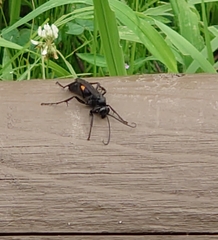 Hymenoptera