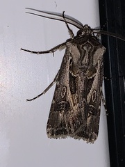 Agrotis vestigialis