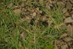 Chloris divaricata cynodontoides