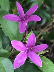 Pseuderanthemum laxiflorum