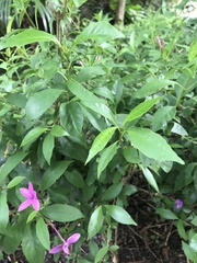 Pseuderanthemum laxiflorum
