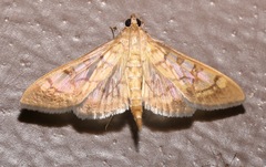 Mimorista subcostalis
