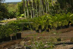 Sorghum × drummondii