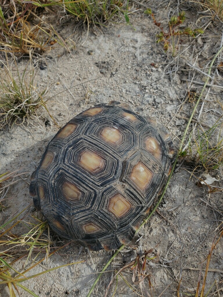 Texas Tortoise In July 2022 By Eric Keith · Inaturalist