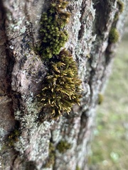 Lewinskya elegans