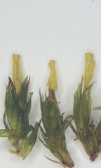 Lewinskya elegans