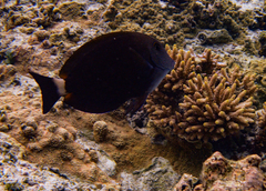 Acanthurus nigros