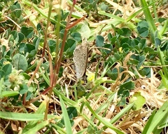 Zizeeria knysna