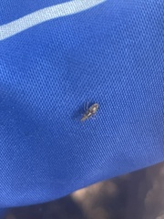 Belonochilus numenius