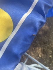 Belonochilus numenius