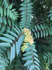 Ailanthus altissima