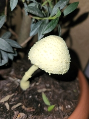 Leucocoprinus birnbaumii image