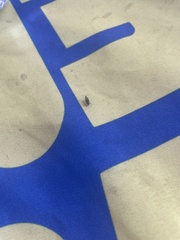 Belonochilus numenius