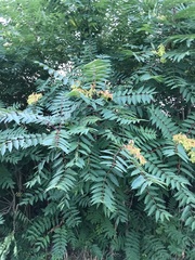 Ailanthus altissima
