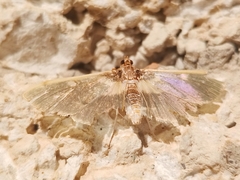 Apilocrocis