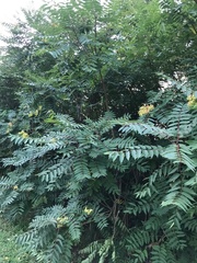 Ailanthus altissima