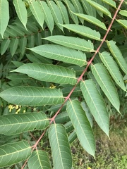 Ailanthus altissima