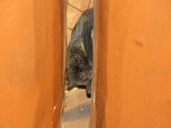 Hypsugo alaschanicus