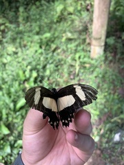 Heraclides torquatus