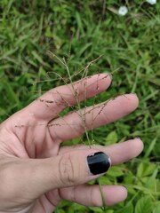 Paspalum paniculatum