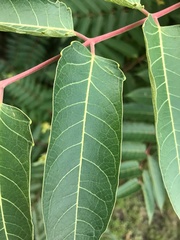 Ailanthus altissima