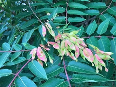 Ailanthus altissima