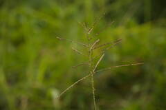 Paspalum paniculatum