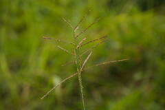 Paspalum paniculatum