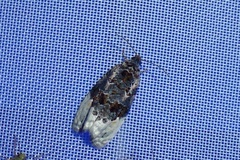 Apotomis betuletana