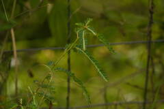 Phyllanthus leucanthus
