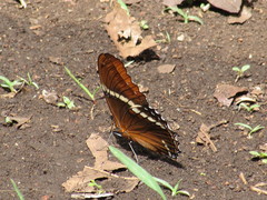 Siproeta epaphus epaphus