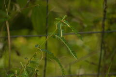 Phyllanthus leucanthus