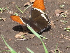 Siproeta epaphus epaphus